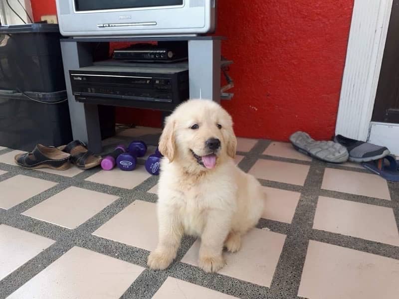 American golden retriever pedigree microchipped puppies available here 4