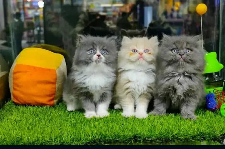 CASH ON DELIVERY"Cute kittens for sale triple coated punch face 0