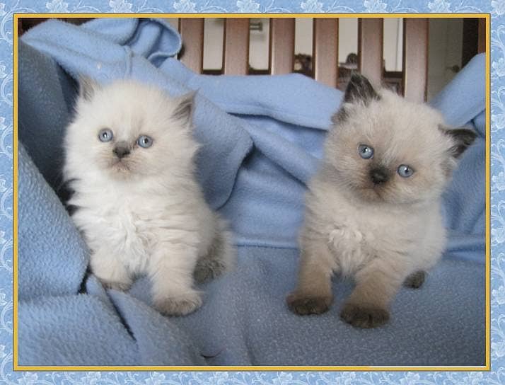 CASH ON DELIVERY"Cute kittens for sale triple coated punch face 4