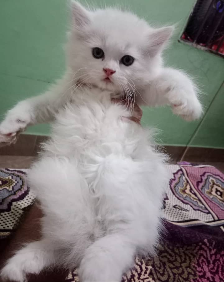 CASH ON DELIVERY"Cute kittens for sale triple coated punch face 6