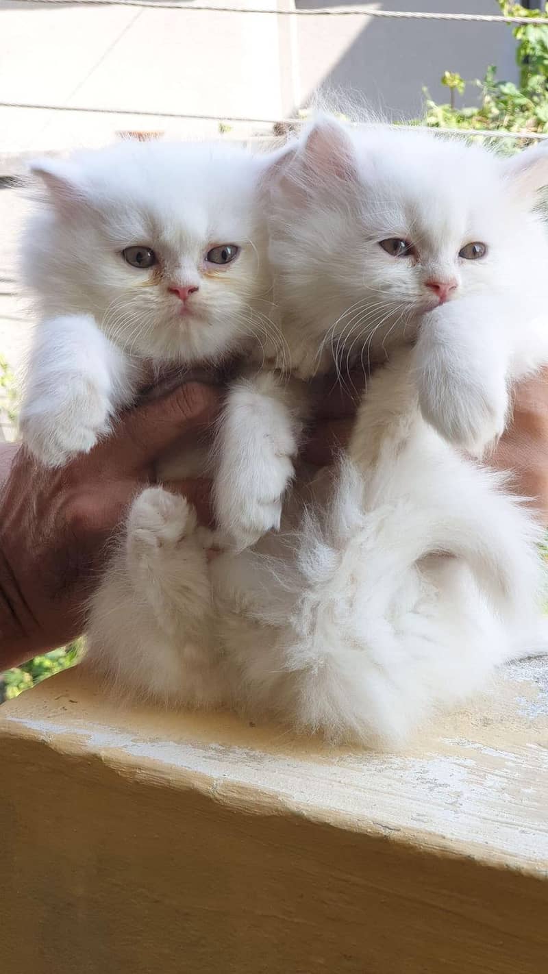 CASH ON DELIVERY"Cute kittens for sale triple coated punch face 11