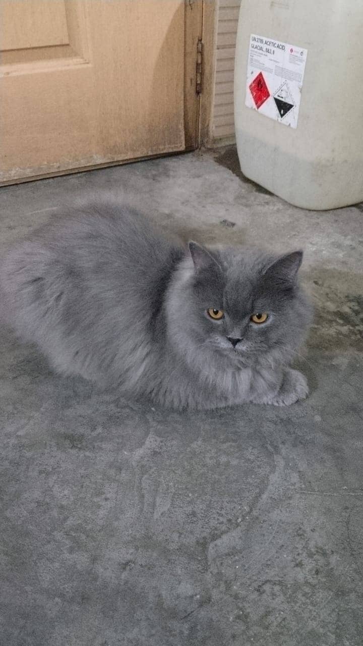 Grey Male Cat | punch face | Persian Cat     (0306=4462/443) 0