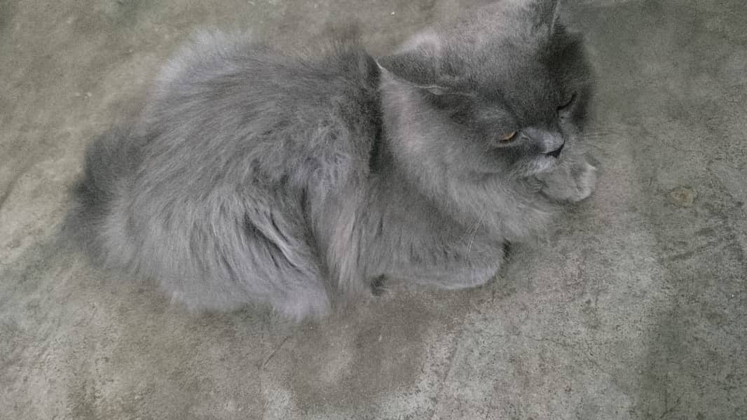 Grey Male Cat | punch face | Persian Cat     (0306=4462/443) 2