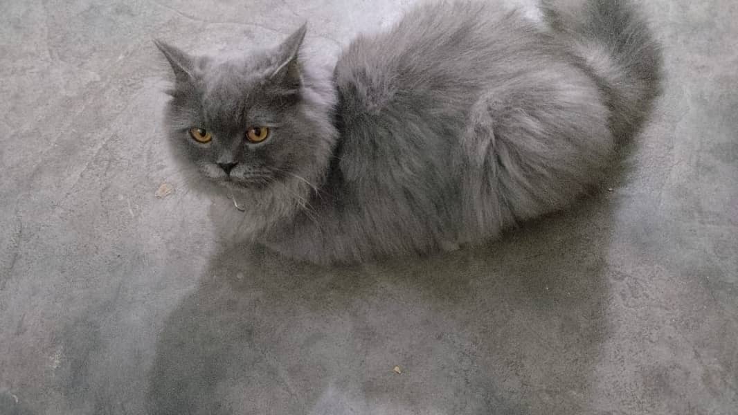 Grey Male Cat | punch face | Persian Cat     (0306=4462/443) 3