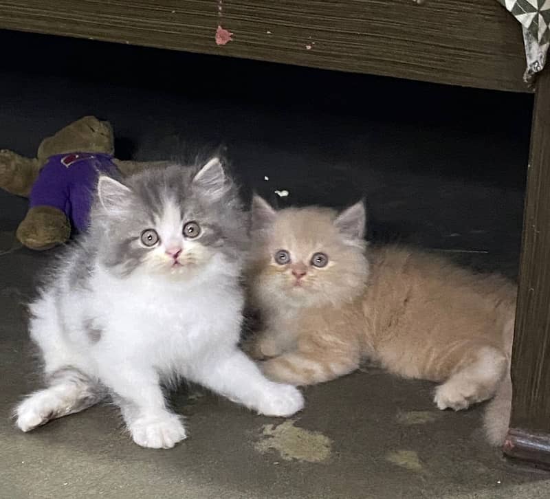 CASH ON DELIVERY(PUNCH FACE TRIPLE COATED KITTENS FOR SALE) 0