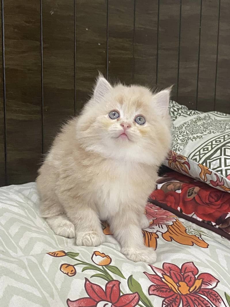 CASH ON DELIVERY(PUNCH FACE TRIPLE COATED KITTENS FOR SALE) 11