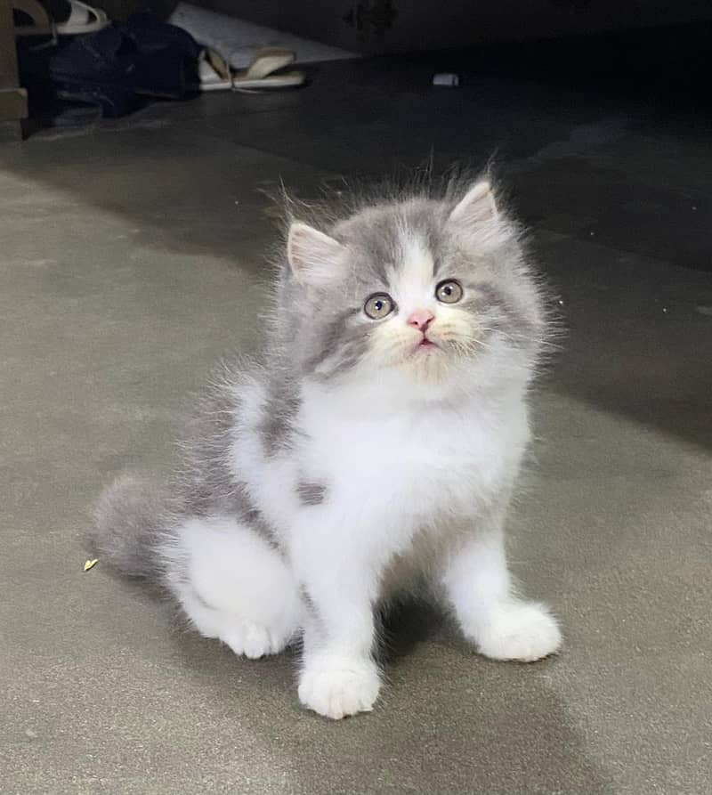 CASH ON DELIVERY(PUNCH FACE TRIPLE COATED KITTENS FOR SALE) 12