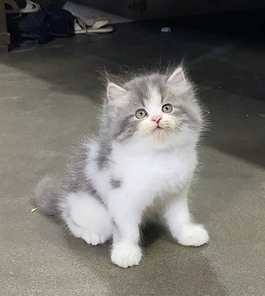 CASH ON DELIVERY(PUNCH FACE TRIPLE COATED KITTENS FOR SALE) 13