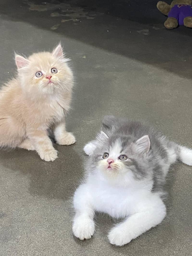 CASH ON DELIVERY(GIFT QUALITY KITTENS TRIPLE COATED FOR SALE) 3