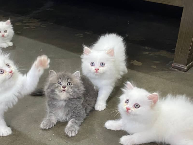 CASH ON DELIVERY(GIFT QUALITY KITTENS TRIPLE COATED FOR SALE) 5