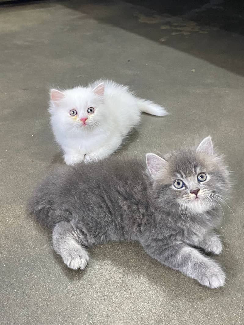 CASH ON DELIVERY(GIFT QUALITY KITTENS TRIPLE COATED FOR SALE) 6