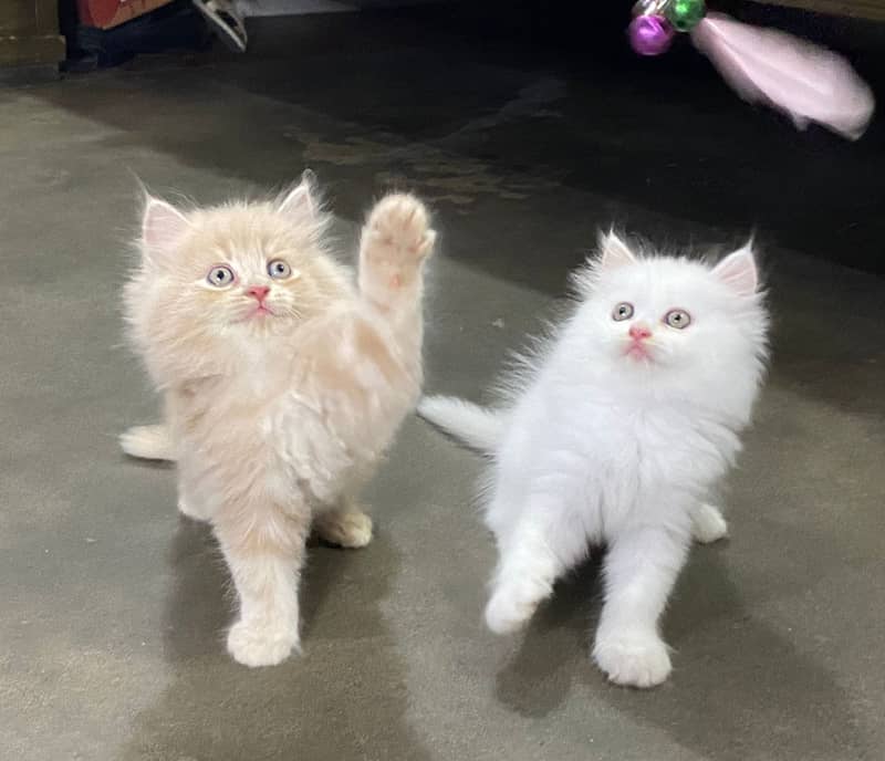 CASH ON DELIVERY(GIFT QUALITY KITTENS TRIPLE COATED FOR SALE) 7