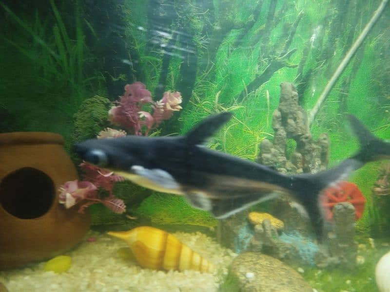 Blue line Sharks Pair 3 Years Old 2