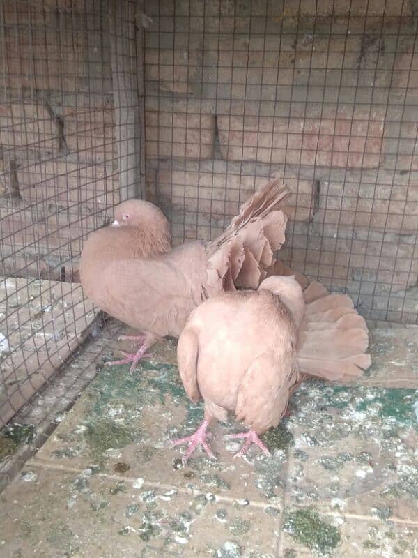 yellow fantail  Young pair 1