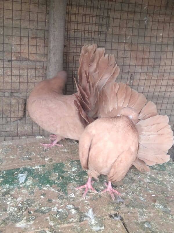 yellow fantail  Young pair 4