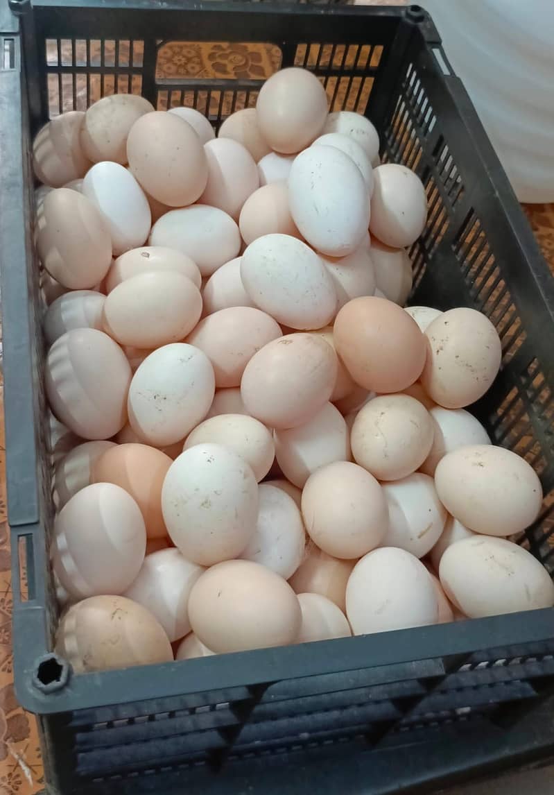 Golden misri eggs laying hens | Golden misri murghi | misri hen 1