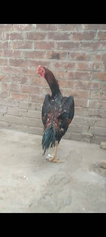 Shamo Aseel Murga or Murgi for sale 0