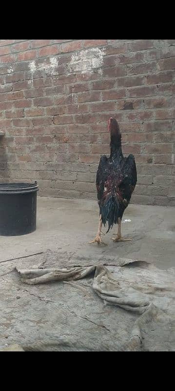 Shamo Aseel Murga or Murgi for sale 3