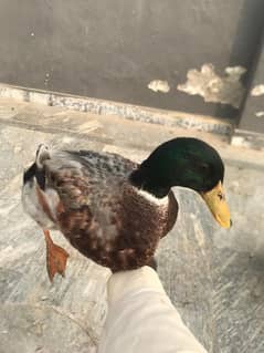 Male ducks only Healthy Urgent sale