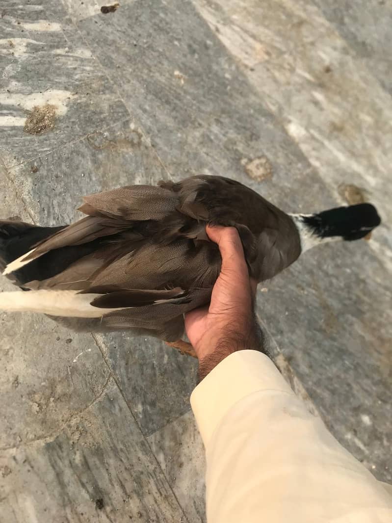 Male ducks only Healthy Urgent sale 1