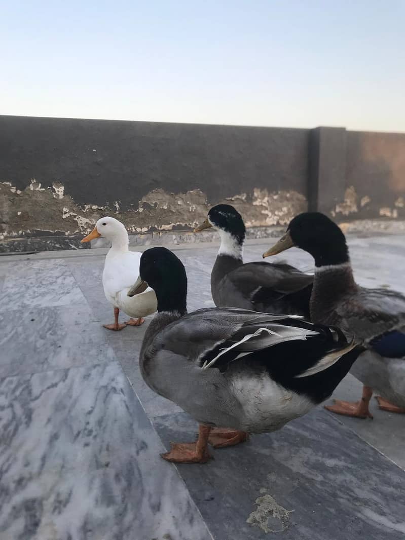 Male ducks only Healthy Urgent sale 2