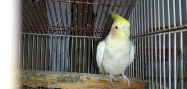 Cockatiel male breeder