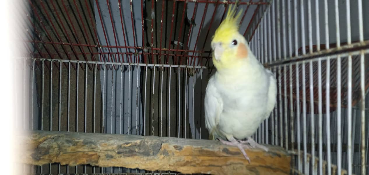 Cockatiel male breeder 1