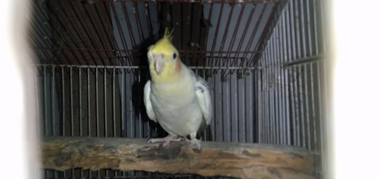 Cockatiel male breeder 2