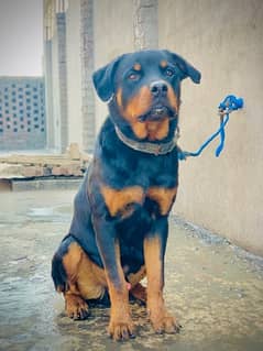 Rottweiler