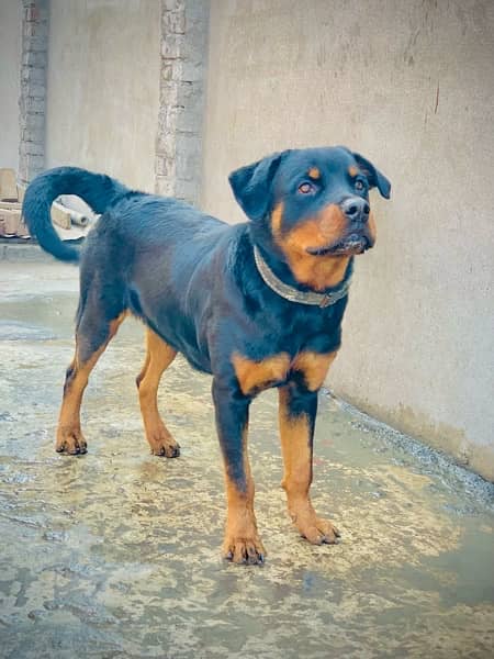 Rottweiler dog 1