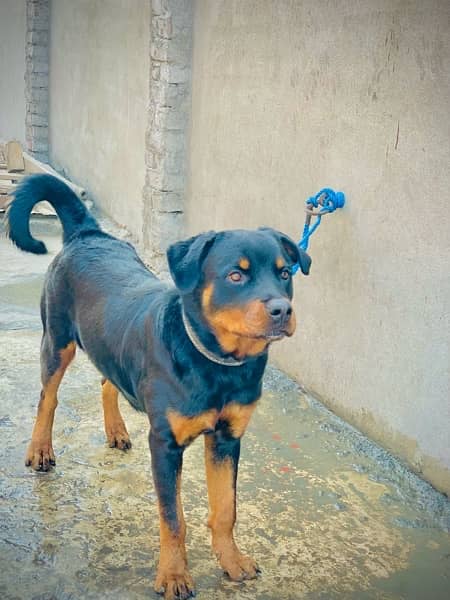 Rottweiler dog 2