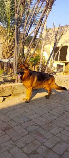 Show class pedigree male Age 2.5 very Huge size Healthy and active mle