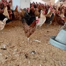 Golden misri eggs laying hens | Golden misri murghi | misri hen| eggs 6