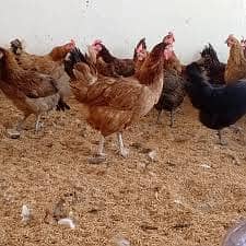 Golden misri eggs laying hens | Golden misri murghi | misri hen| eggs 9