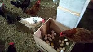 Golden misri eggs laying hens | Golden misri murghi | misri hen| eggs 10