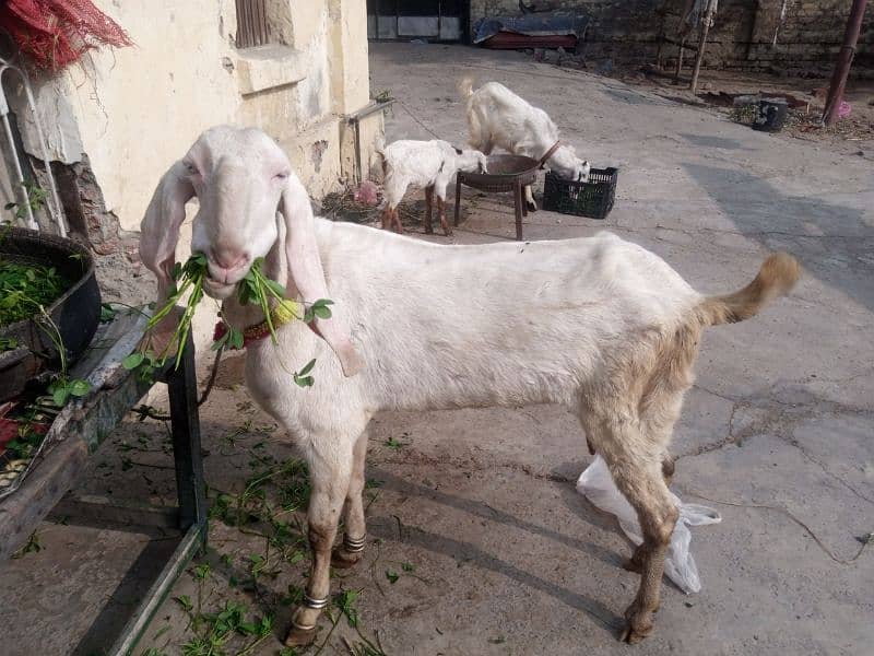 RAJANPURI Goat 2