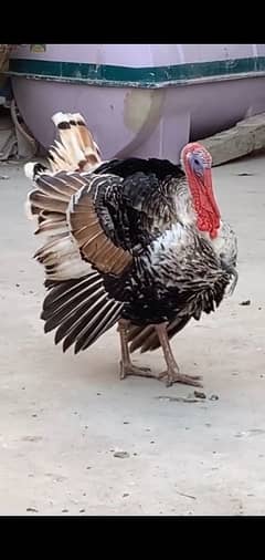 turkey