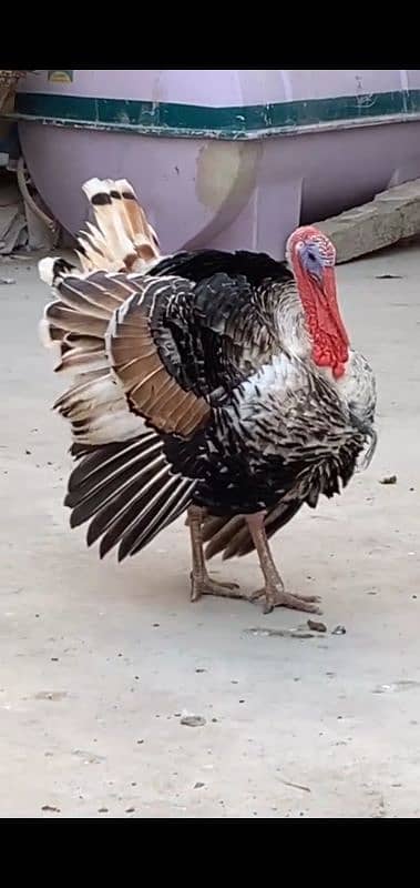 turkey sale breeder pair 0