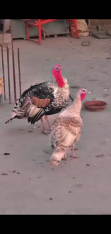 turkey sale breeder pair 1