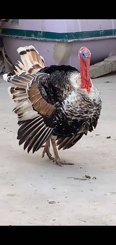 turkey sale breeder pair 2