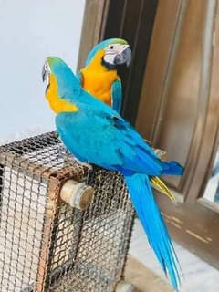 blue Macau parrot cheeks for sale 0=3=4=9=6=8=2=6=9=3=1