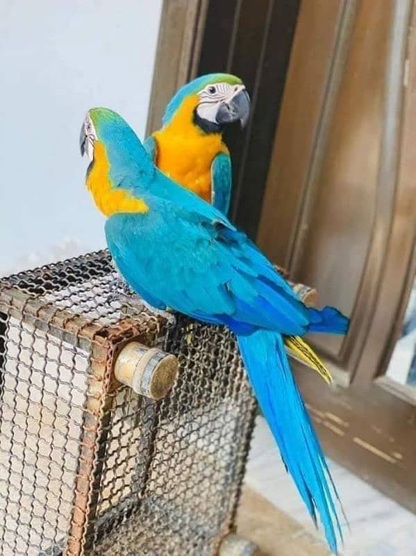 blue Macau parrot cheeks for sale 0=3=4=9=6=8=2=6=9=3=1 0