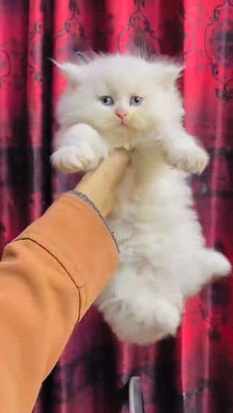 Persian cat for sale male or female 0329=35=54428 1