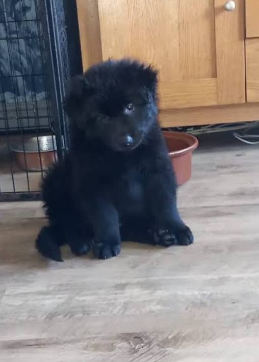 black German shepherd puppy full long coat 0