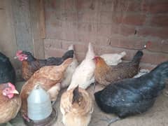 Desi hens and rooster