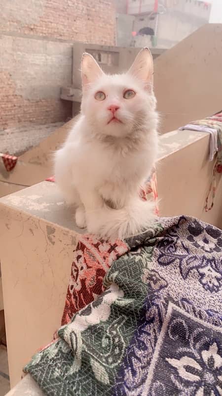 persian Cat 0