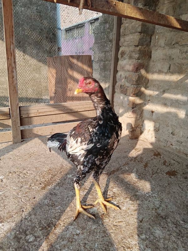 hen for sale age 7 month 2