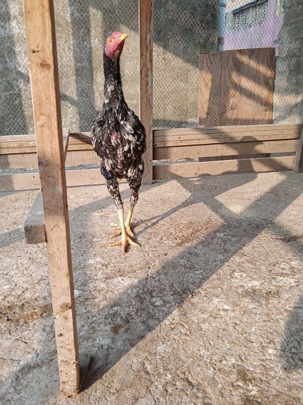 hen for sale age 7 month 3