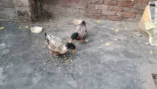 ducks