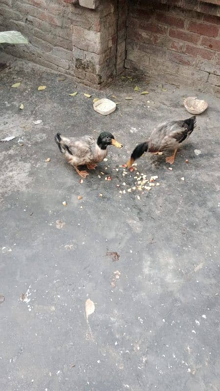 ducks 3